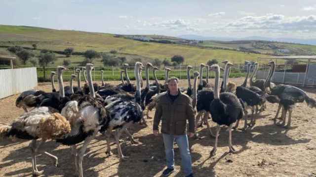 David Caro , con varios ejemplares de avestruces de su granja en Fuente de Cantos (Badajoz).