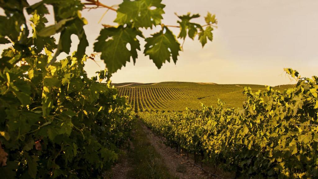 Viñedo Príncipe de Viana