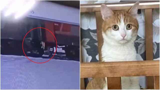 A la izquierda, el momento en el que el trabajador arroja al gato. A la derecha, una imagen del gato Twix.