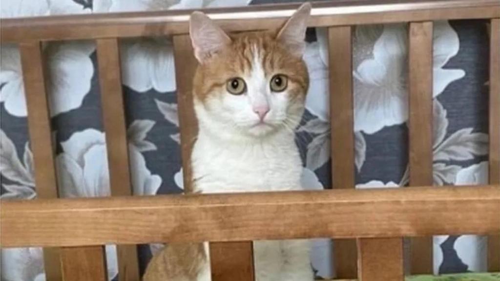 Imagen del gato Twix.