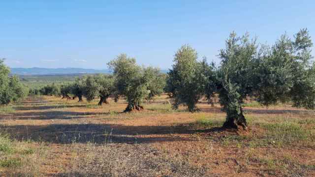 Un olivar en la comarca del Campo de Montiel.