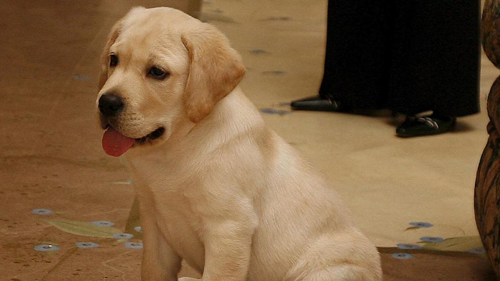 Imagen de archivo de un cachorro de labrador.