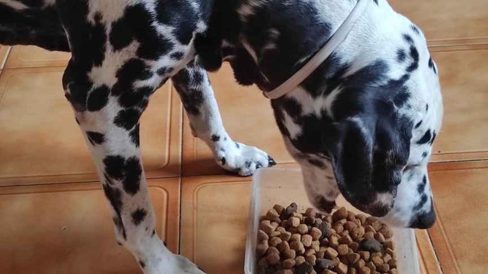 Imagen de archivo de un perro comiendo.