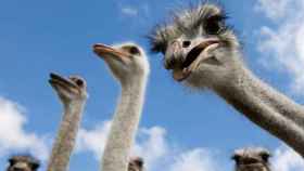 Grupo de avestruces.