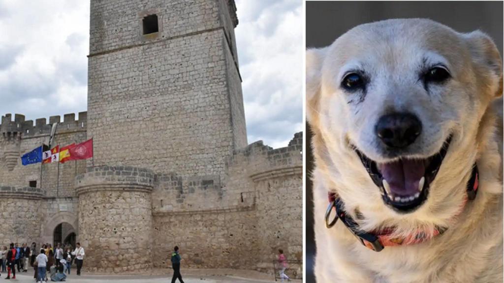 La localidad vallisoletana de Portillo y un perro