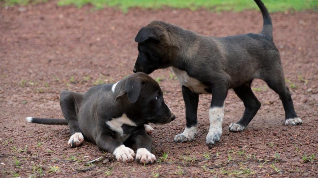 ¿Por qué los perros mueven la cola? Esta es la respuesta que tienen los científicos