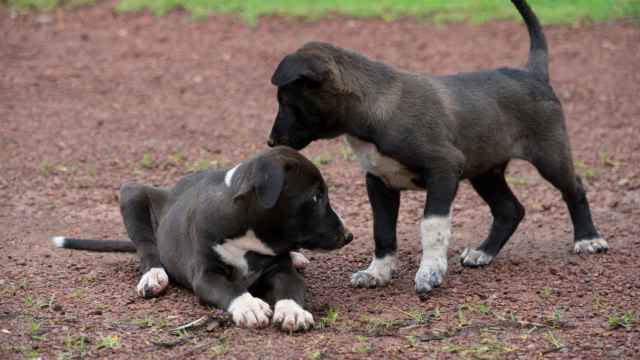 ¿Por qué los perros mueven la cola? Esta es la respuesta que tienen los científicos