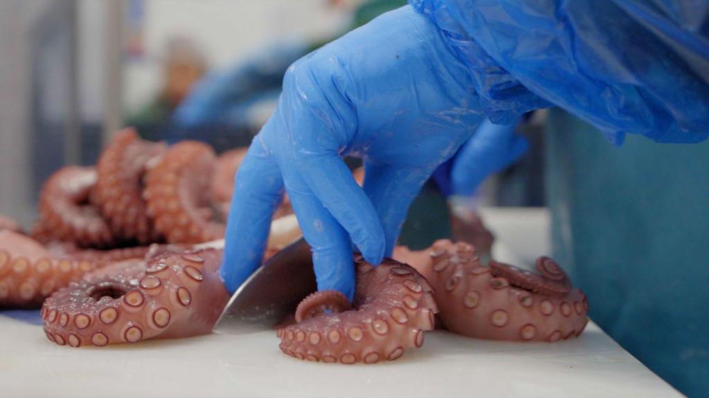 El pulpo de Merpacífico