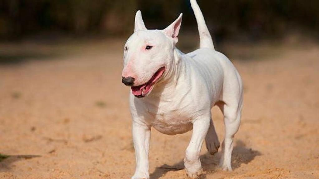 Uno de los perros abandonados.