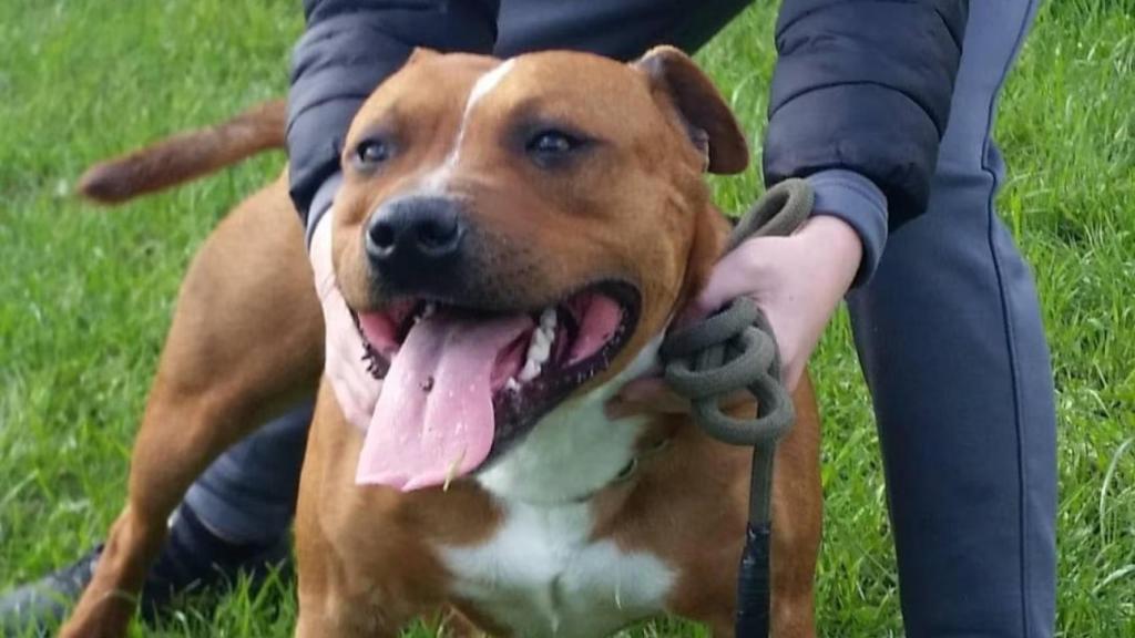 Otro de los perros abandonados.