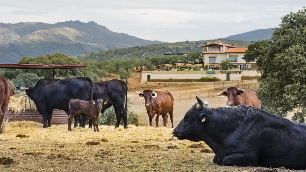 La familia de Retwagyus de Habitat Cigüeña Negra