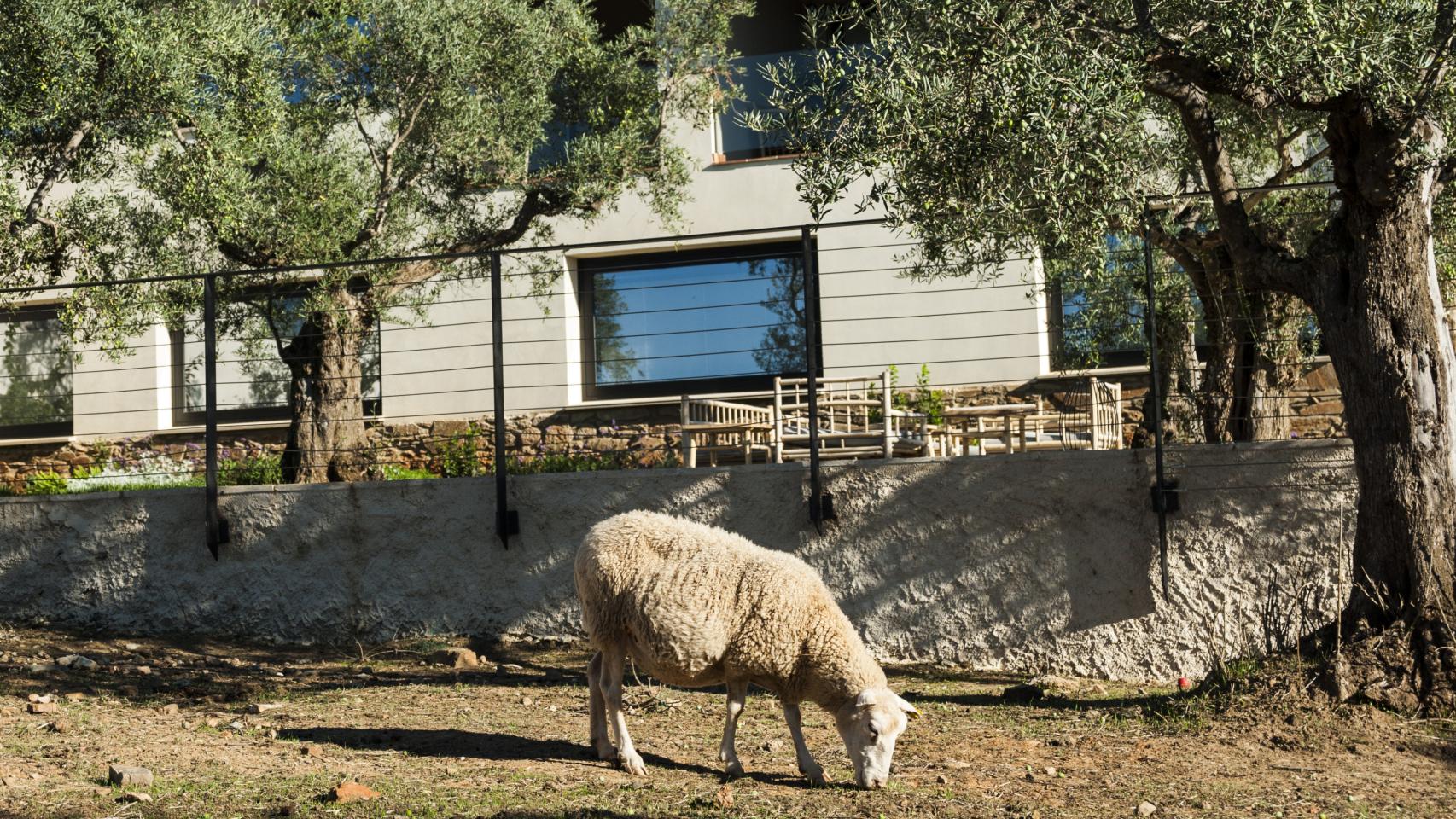 Una de las ovejas pastando en el olivar de Habitat Cigüeña Negra