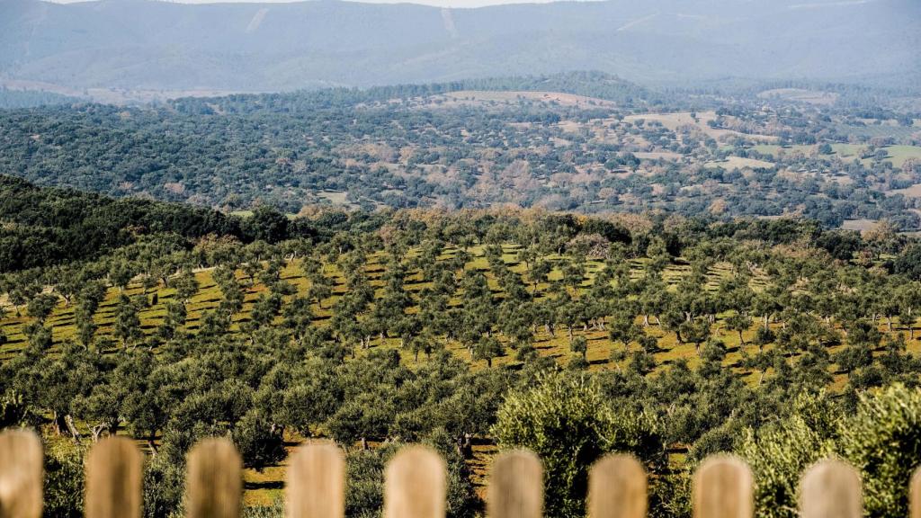 Parte de los 8.000 olivos que habitan en la finca del hotel