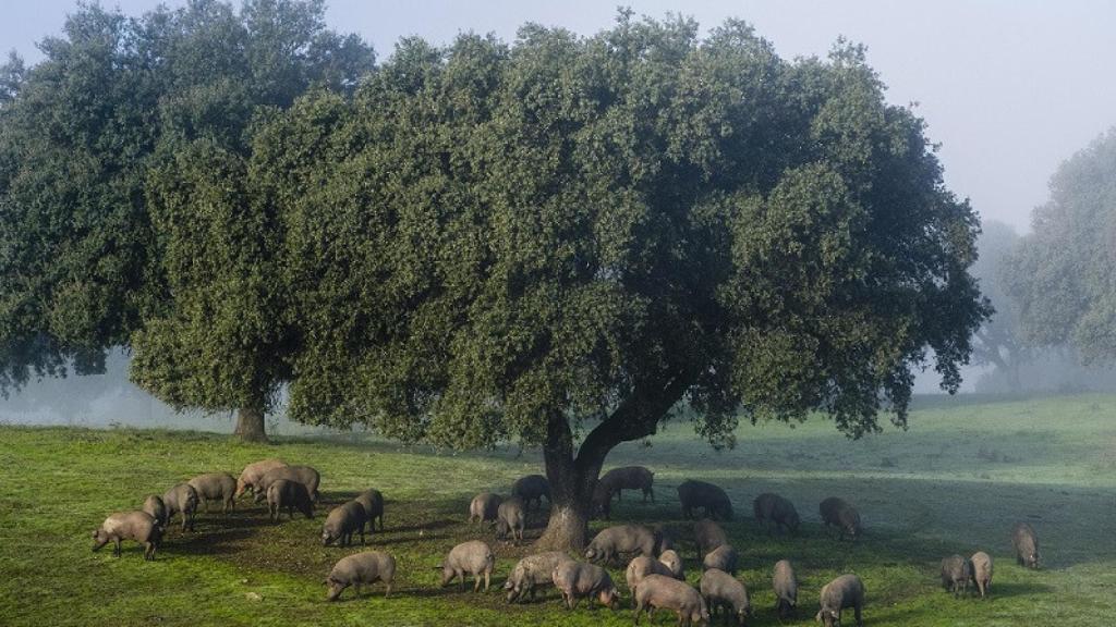 La montanera en Hábitat Cigüeña Negra