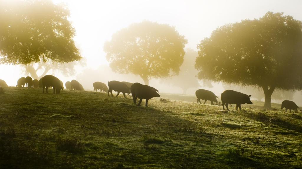 Estos cerdos ibéricos pasan 90 días en la gloria