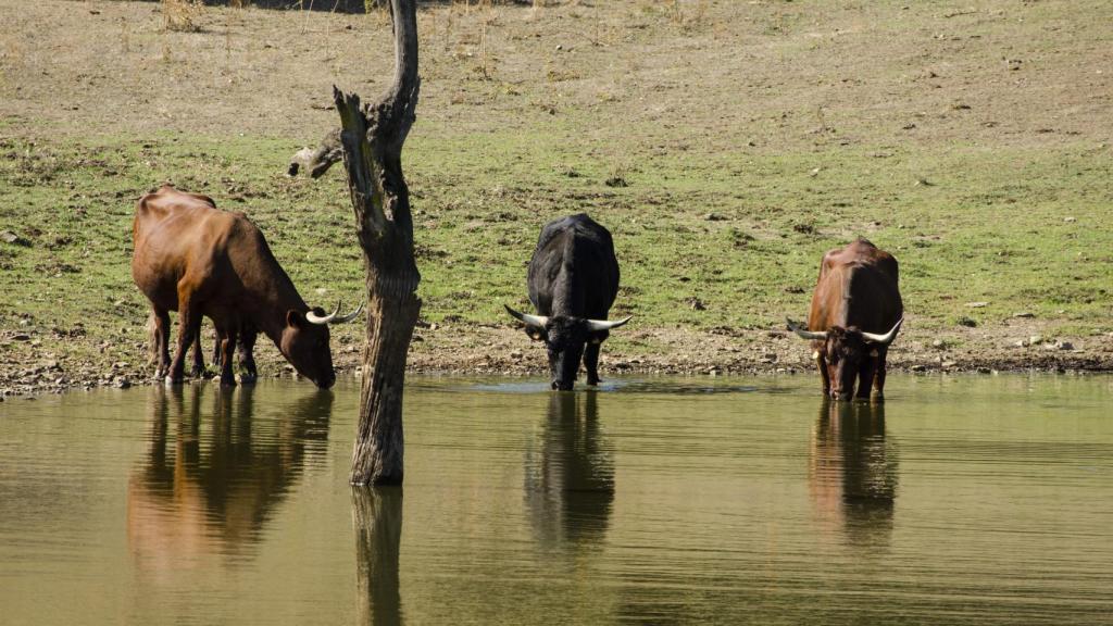 La charca natural de la finca provee de agua a los animales de Habitat Cigüeña Negra
