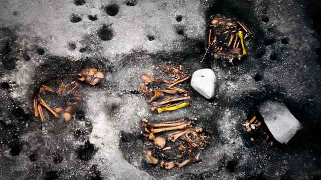 Esqueletos en la necrópolis de hace 2.000 años de Jabuticabeira , en Brasil. Los huesos destacados en amarillo conservaban ADN de la bacteria.