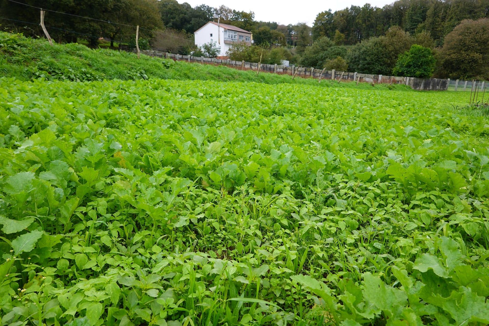 Una plantación de nabos en Galicia (Shutterstock).