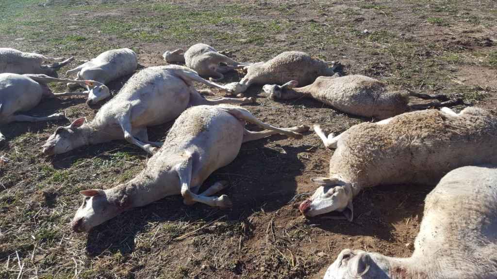 Imagen de las ovejas atacadas en una granja de Aras de los Olmos (Valencia). Europa Press
