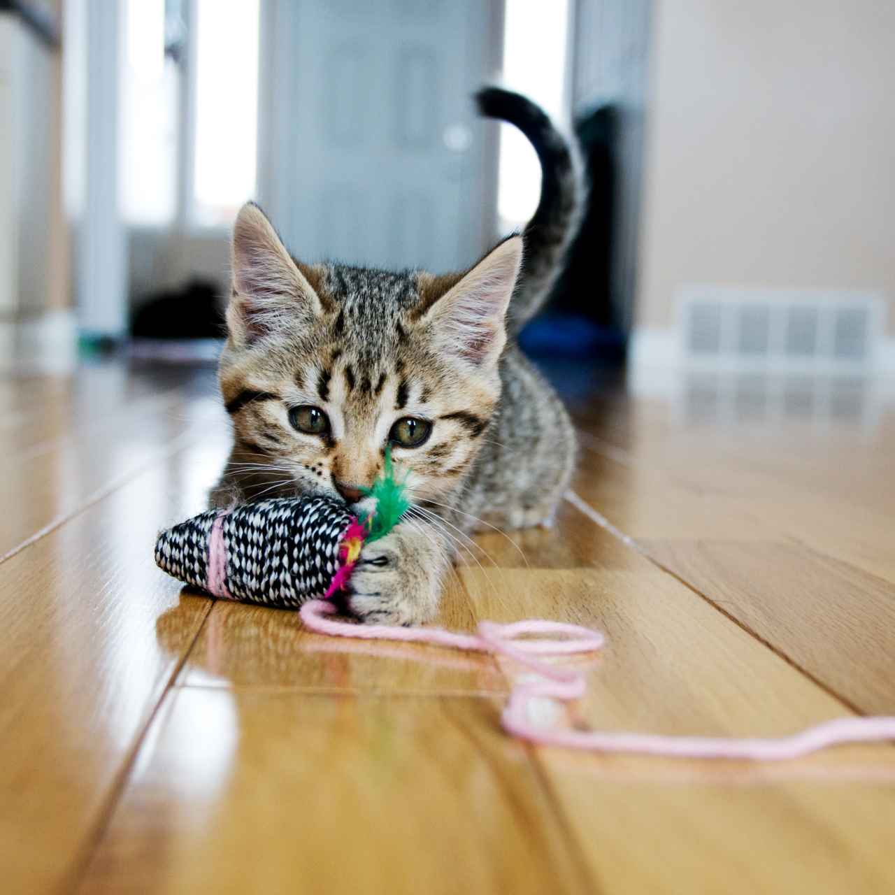 Gato con juguete.