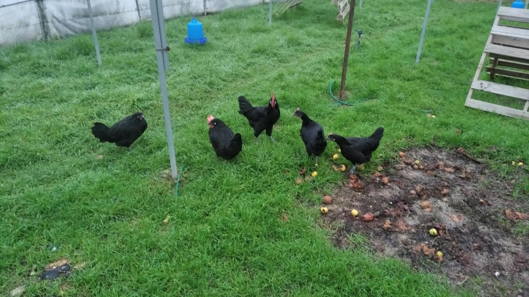 Las Negras Castellanas en la finca de Villamarciel