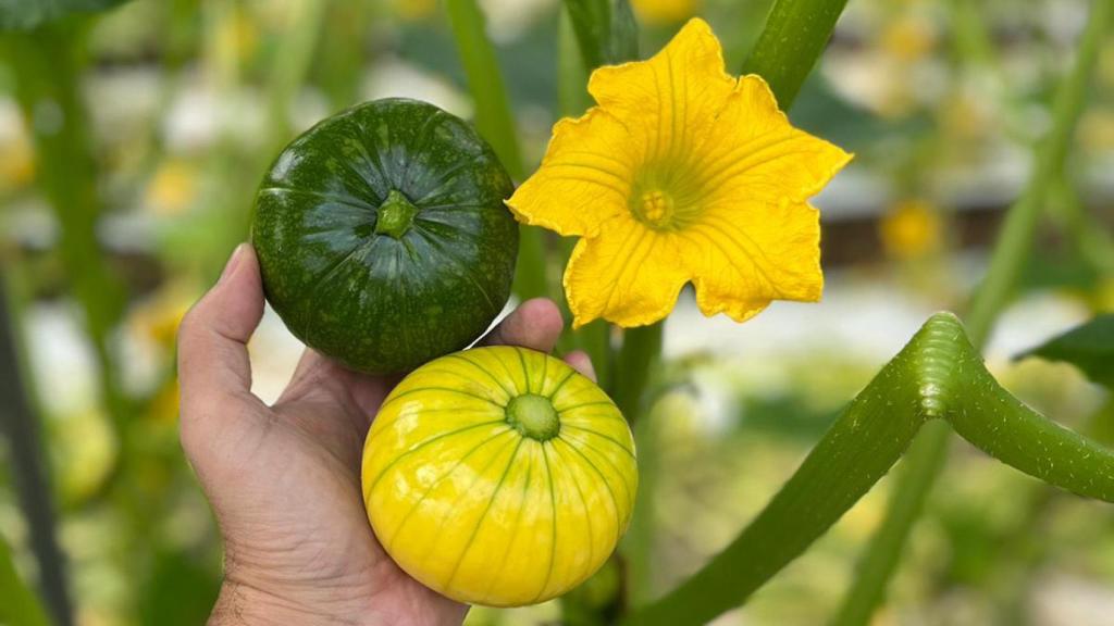 La nueva hortaliza 'made in Spain' que aconseja Pablo Ojeda.