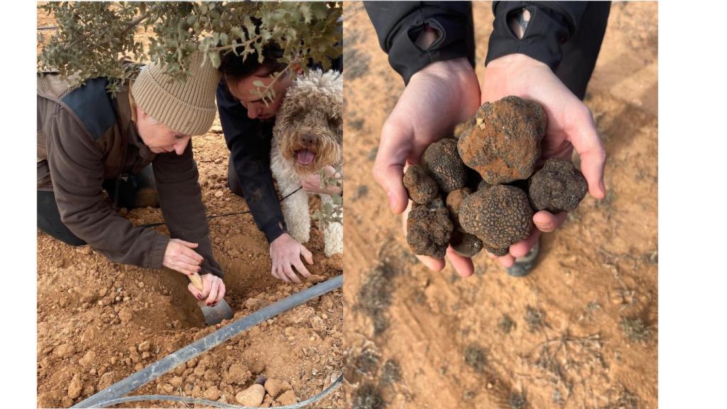 La recogida de la trufa en Cañitas Maite