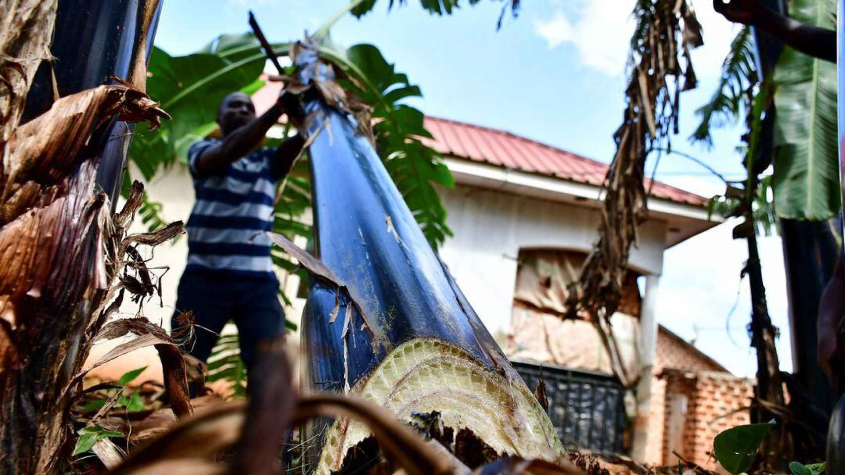 Un trabajador corta un tallo de plátano en una plantación para la extracción de fibra de las vainas de los troncos, 3 de abril de 2021.