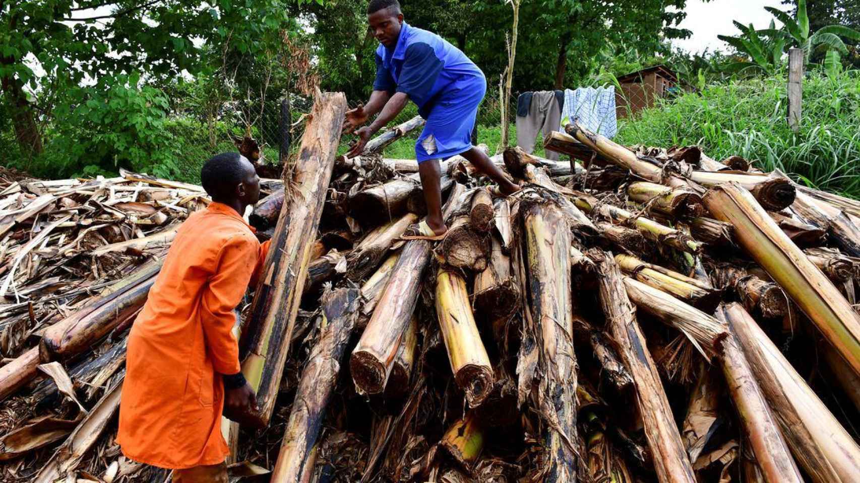 Trabajadores clasifican tallos de plátano recién cortados en una plantación para extraer la fibra de las vainas de los troncos.