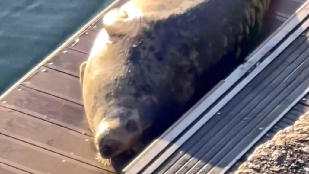 El lobo marino avistado en Oza (A Coruña) vuelve para aprovechar el día de sol