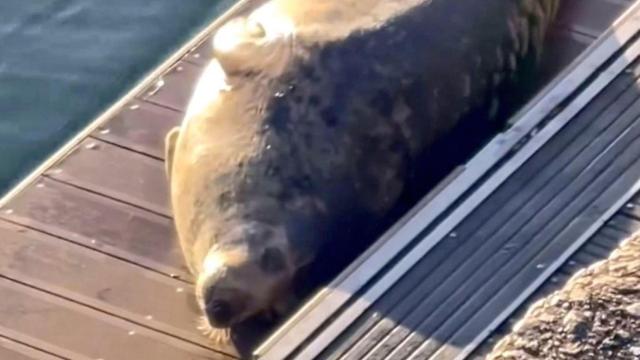 El lobo marino avistado en Oza (A Coruña) vuelve para aprovechar el día de sol