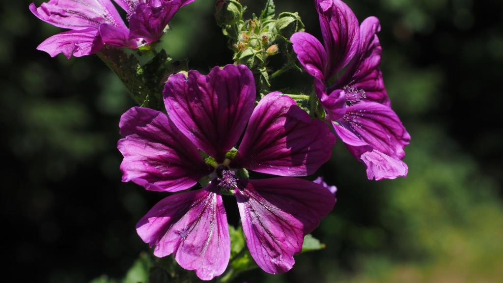 Es muy común encontrar esta colorida flor en lugares muy diversos.