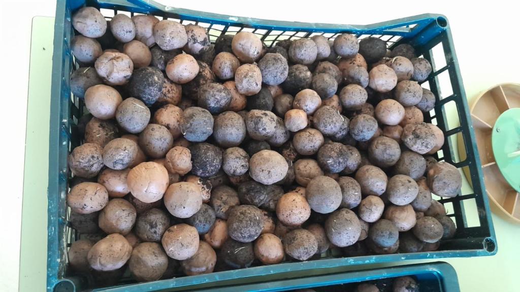 Bolas de arcilla elaboradas en los institutos de Marbella.