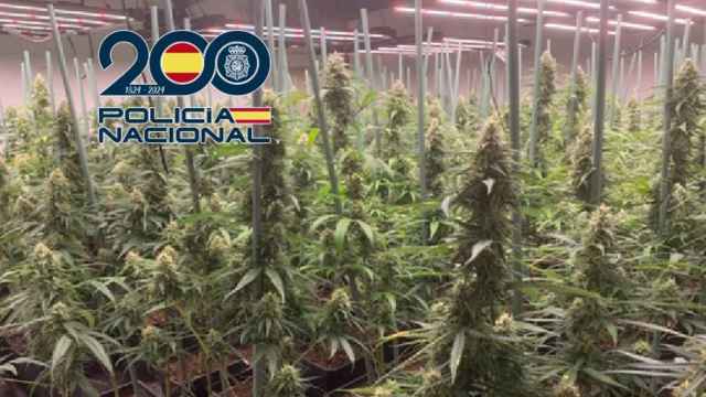 Cultivos indoor de marihuana.
