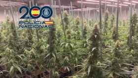 Cultivos indoor de marihuana.