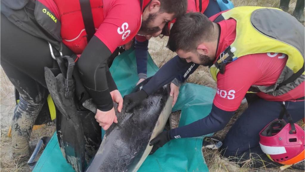 Una delfín en estado gestante y grave vara en Valdoviño (A Coruña) y fallece este fin de semana