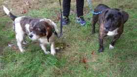 Dos perros de la protectora de Vigo en un paseo por el monte.