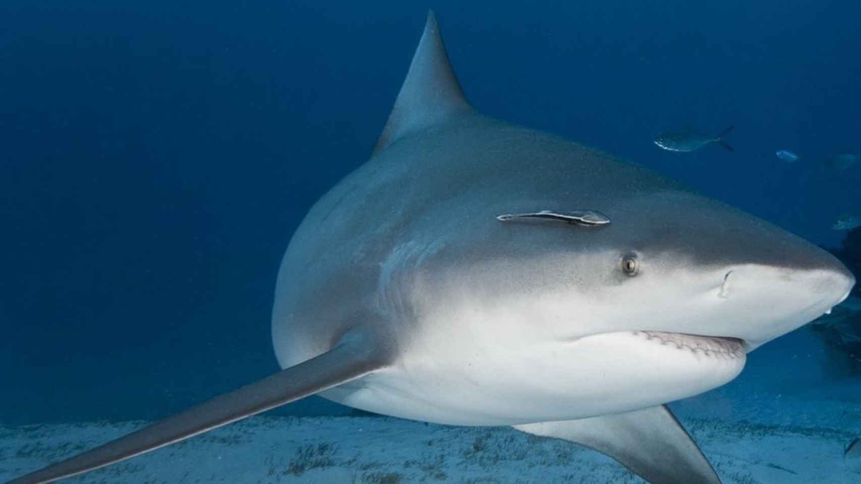 Imagen de un tiburón toro.