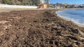Estado en el que ha estado una playa de Benalmádena por la alga invasora.