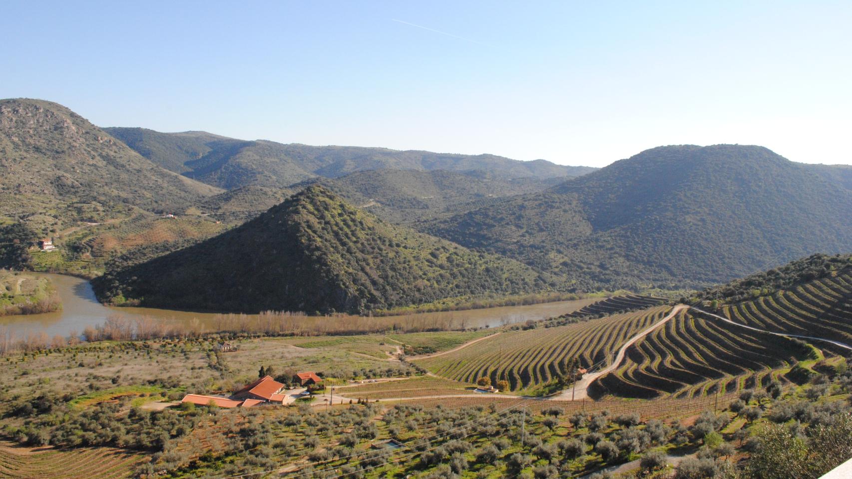 Bancales de viñedos en las laderas del río Duero