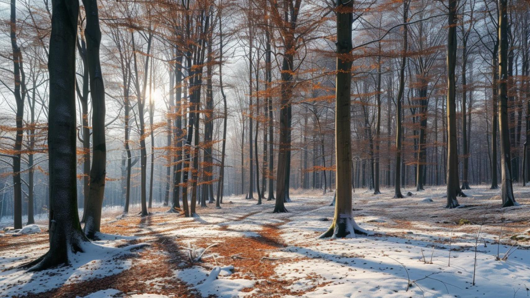 Los hayedos en invierno son un paisaje admirable.