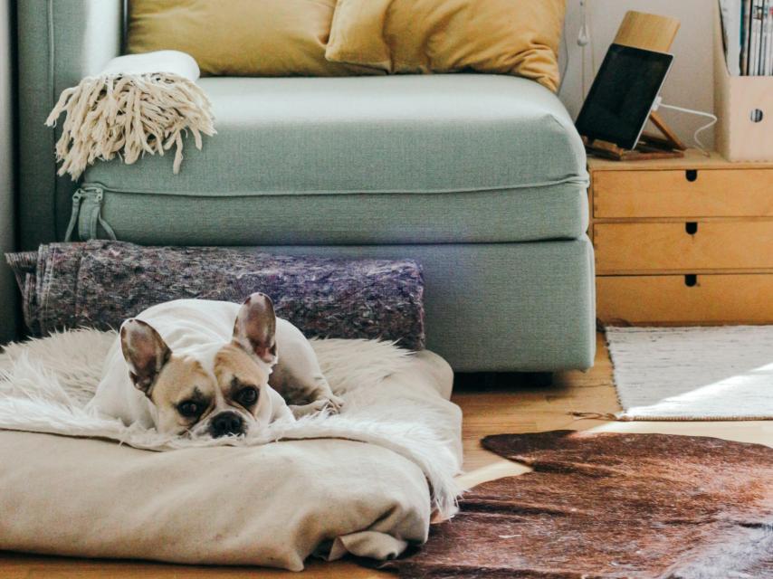 Hay que limpiar semanalmente los enseres de tu perro.