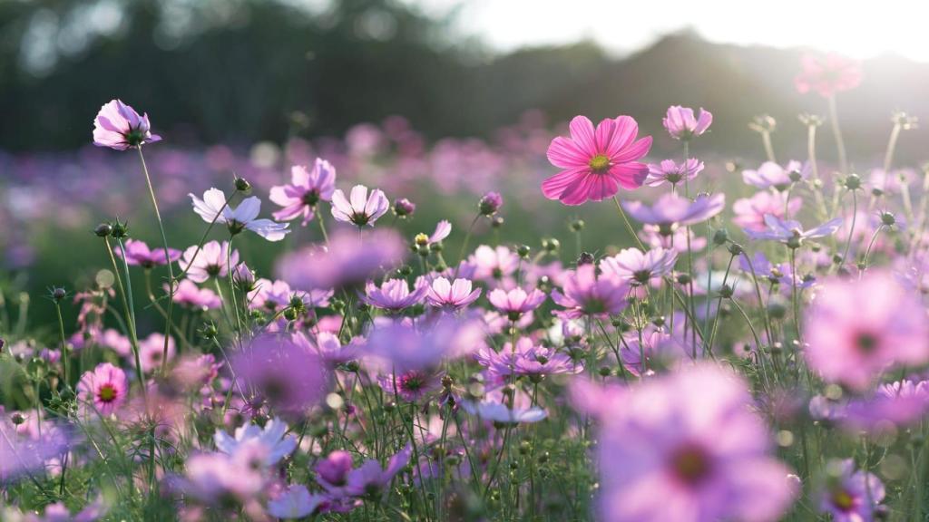 Un campo lleno de flores típicas de la primavera.