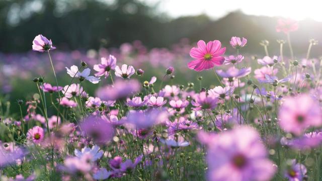 Un campo lleno de flores típicas de la primavera.