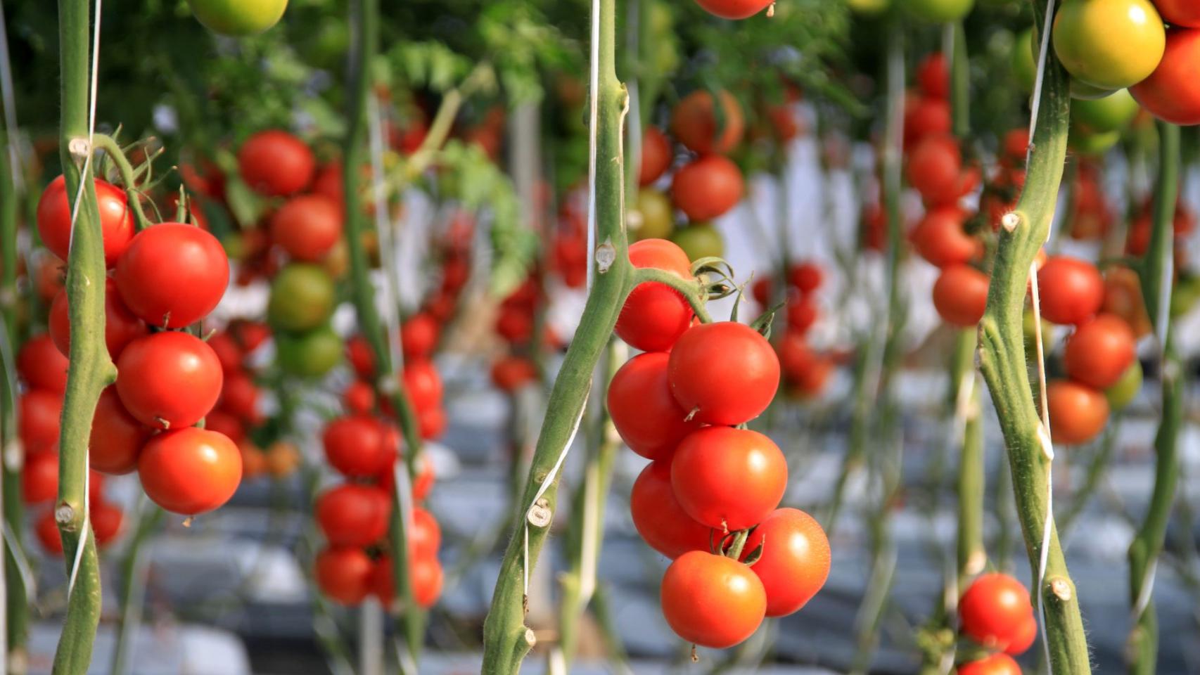 Imagen de una tomatera en un cultivo