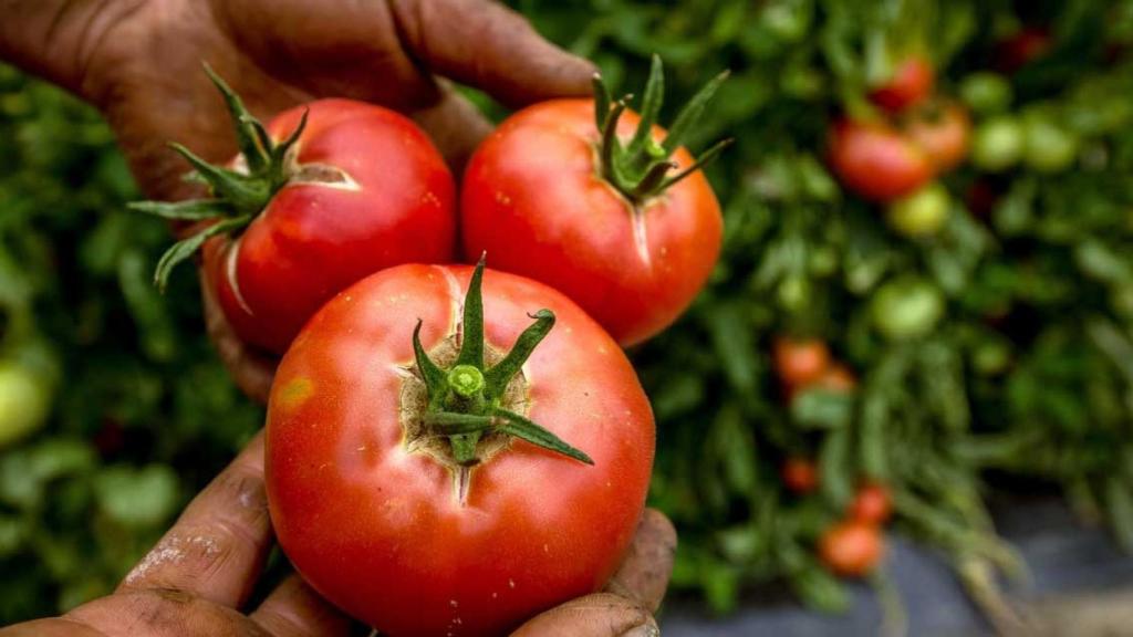 Un agricultor cogiendo unos tomates