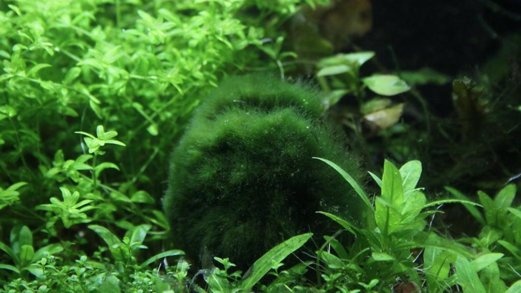 Dos ejemplares de de marimos ('Aegagropila linnaei').