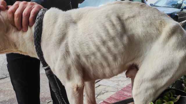 Rescatan en Marbella a un perro encerrado en un trastero sin comida ni agua.