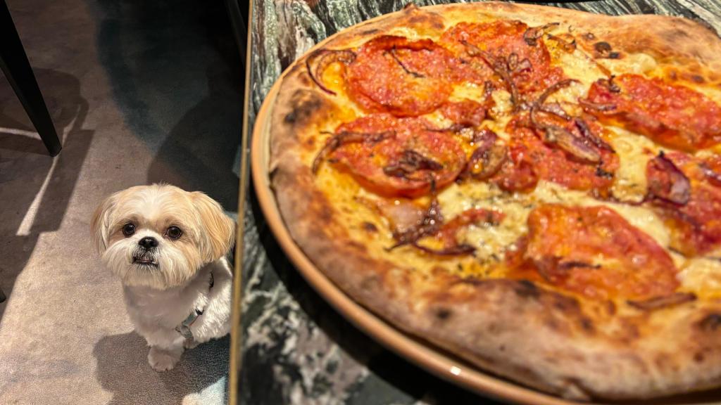 En V Modern Italian los perros son bien recibidos.