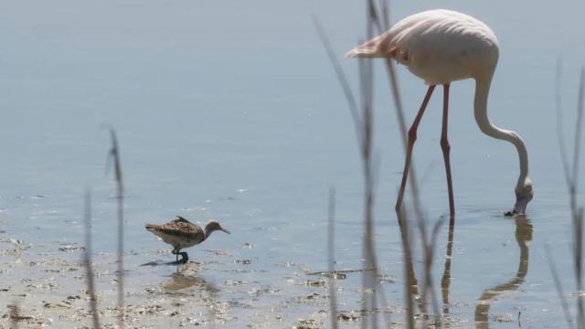 Un flamenco en las aguas del parque natural de La Albufera.